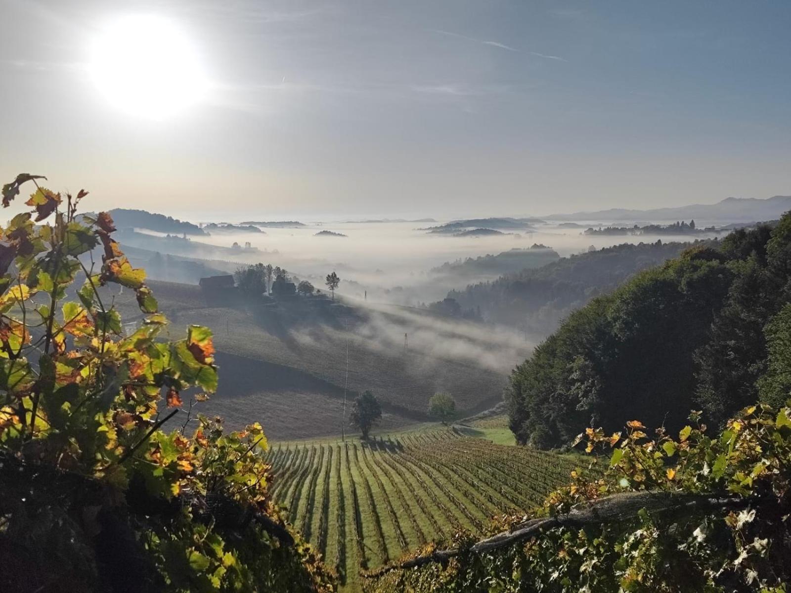 Bed and Breakfast Weingut Fellner Лойчах Экстерьер фото