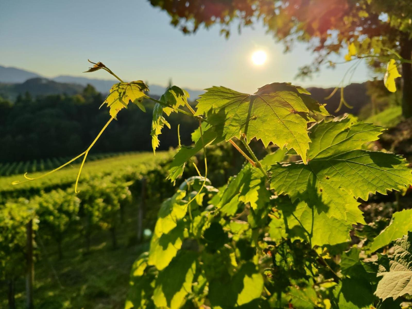 Bed and Breakfast Weingut Fellner Лойчах Экстерьер фото